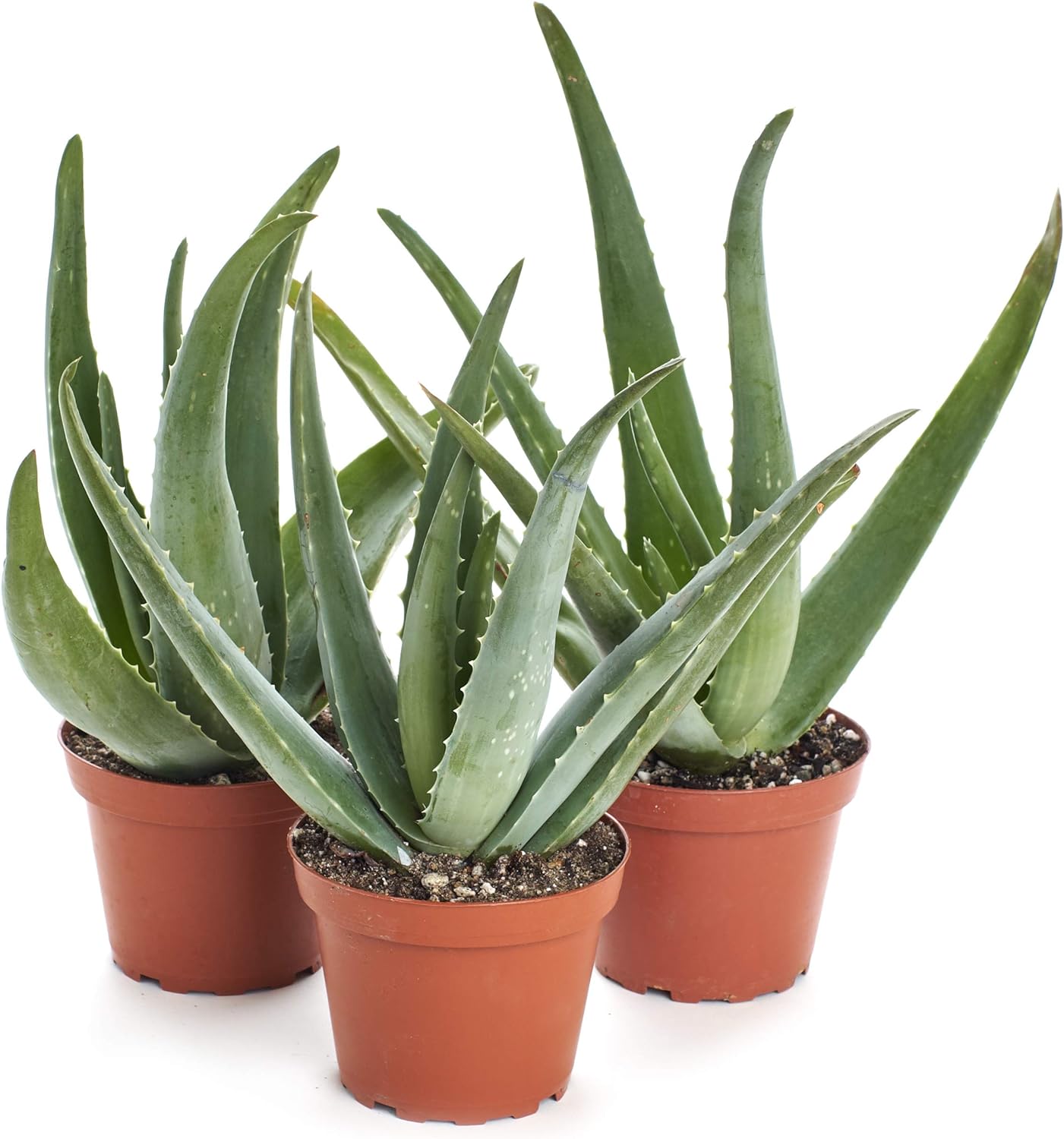 How To Care For Your Aloe Plant - www.inf-inet.com