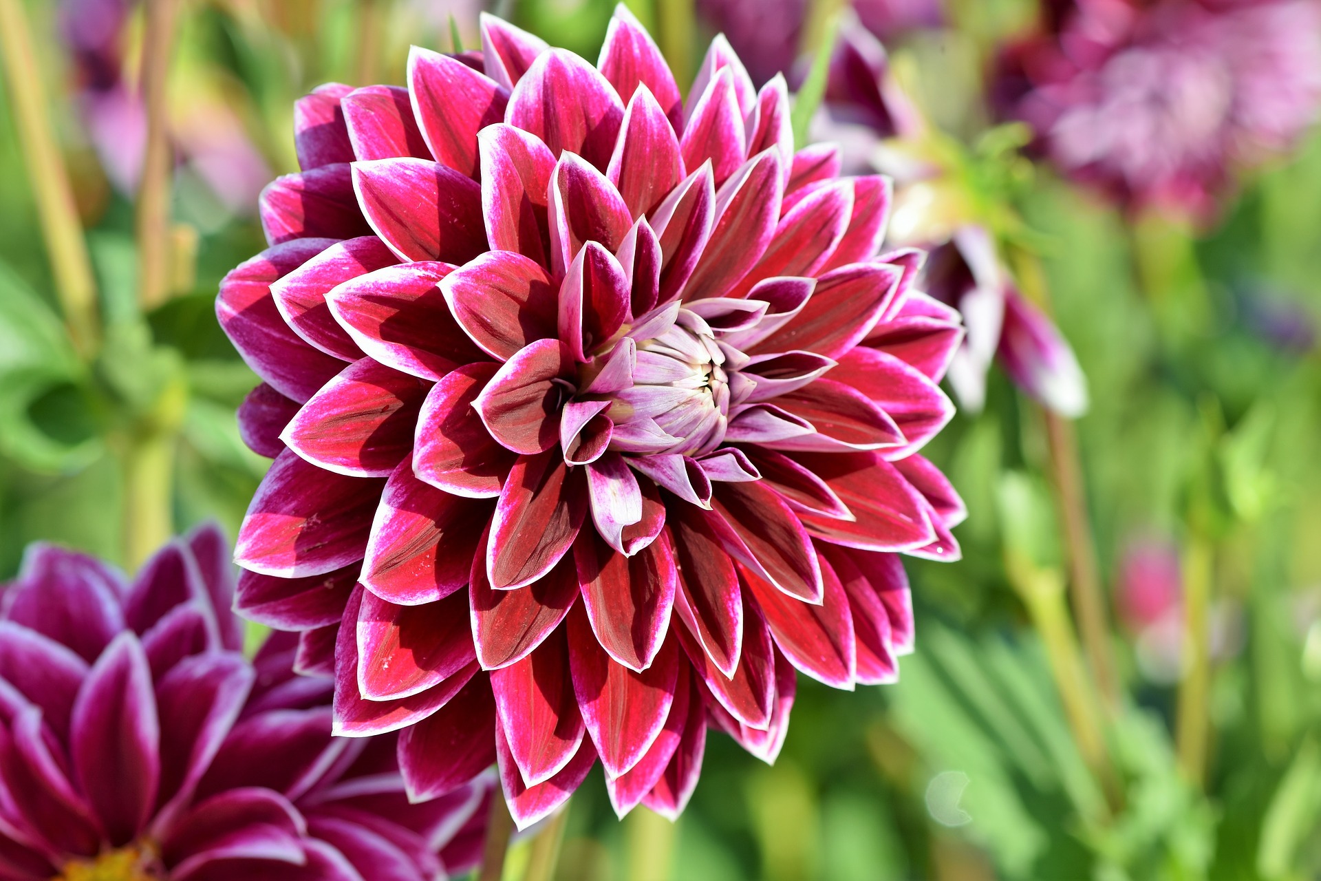 Dahlias: How to Plant, Grow, and Care for Dahlia Flowers | The Old