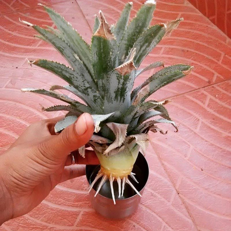 How to Grow a Pineapple Top | How to grow a pineapple, Growing