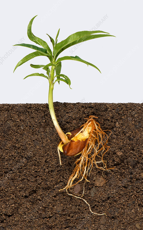 Peach seedling - Stock Image - C040/3634 - Science Photo Library