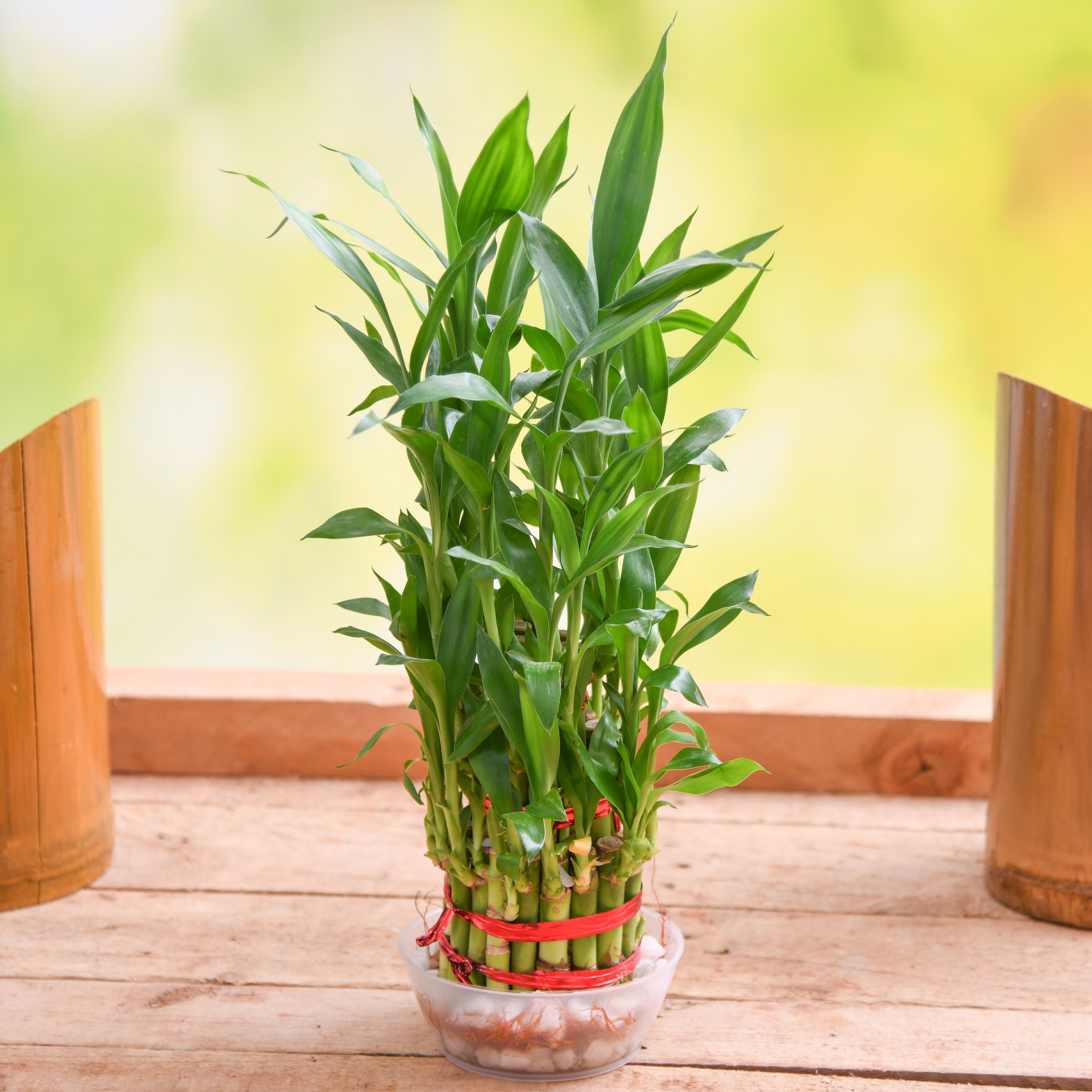 Where to Buy Lucky Bamboo Plants Near Me: Your Ultimate Guide - PlantHD