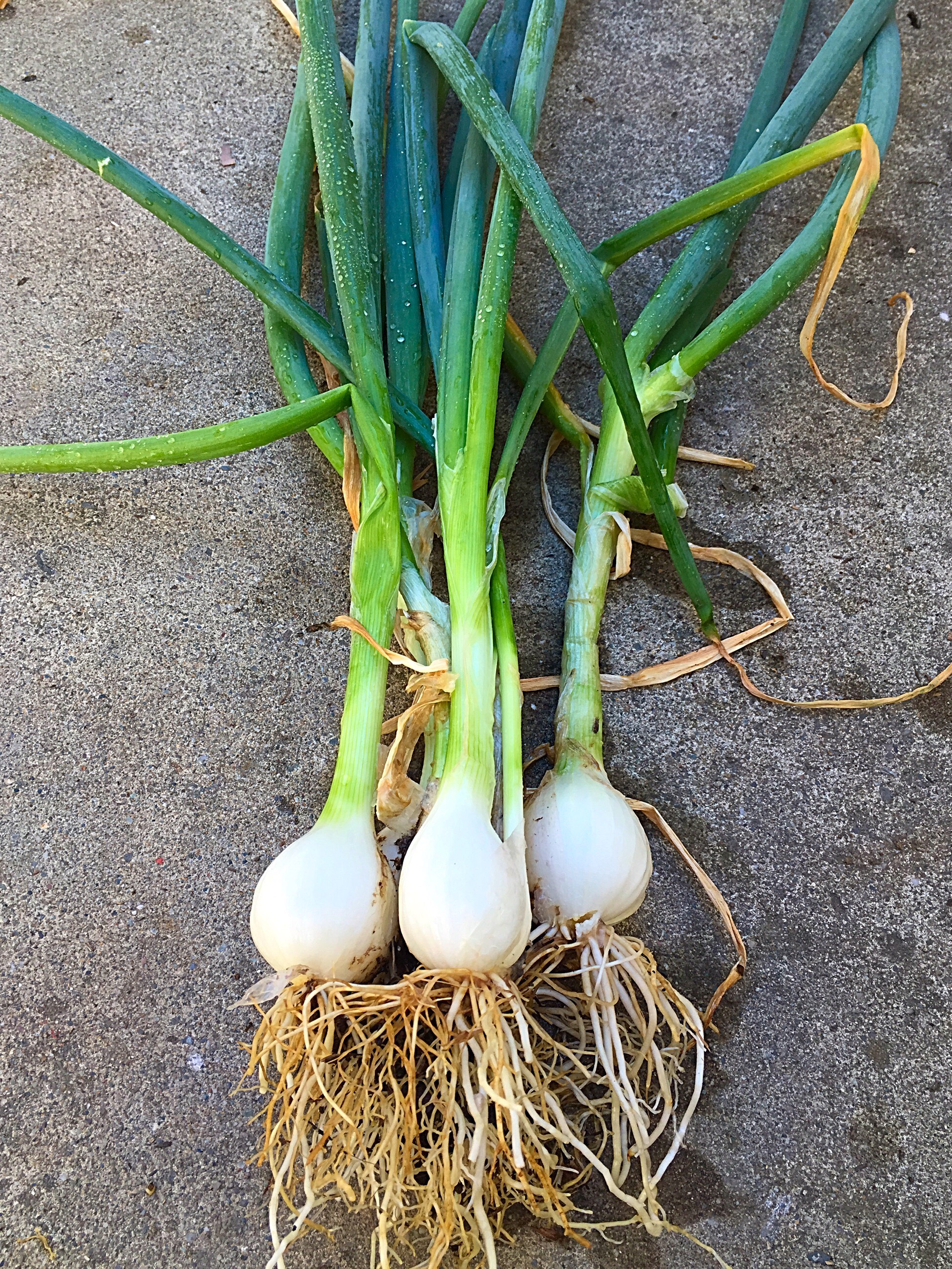 How to grow spring onion/ green onion at home | Sandhya's recipes