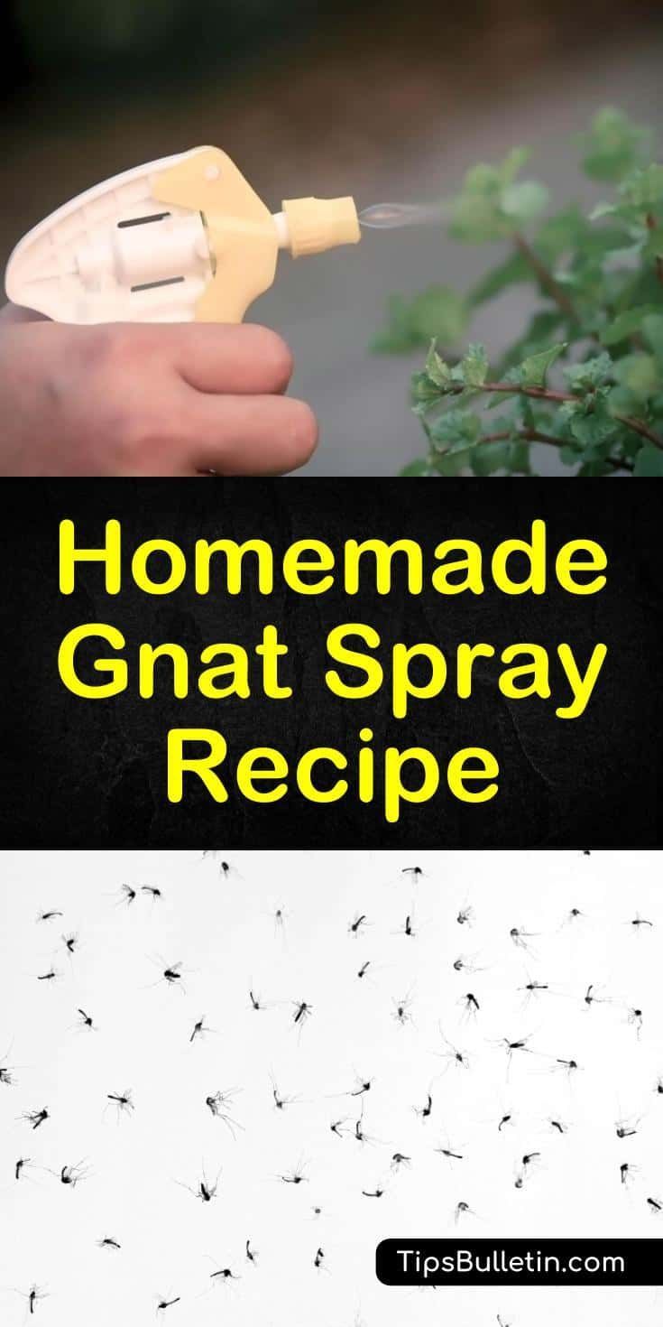 Homemade Gnat Spray Recipe - What Can I Spray to Get Rid of Gnats