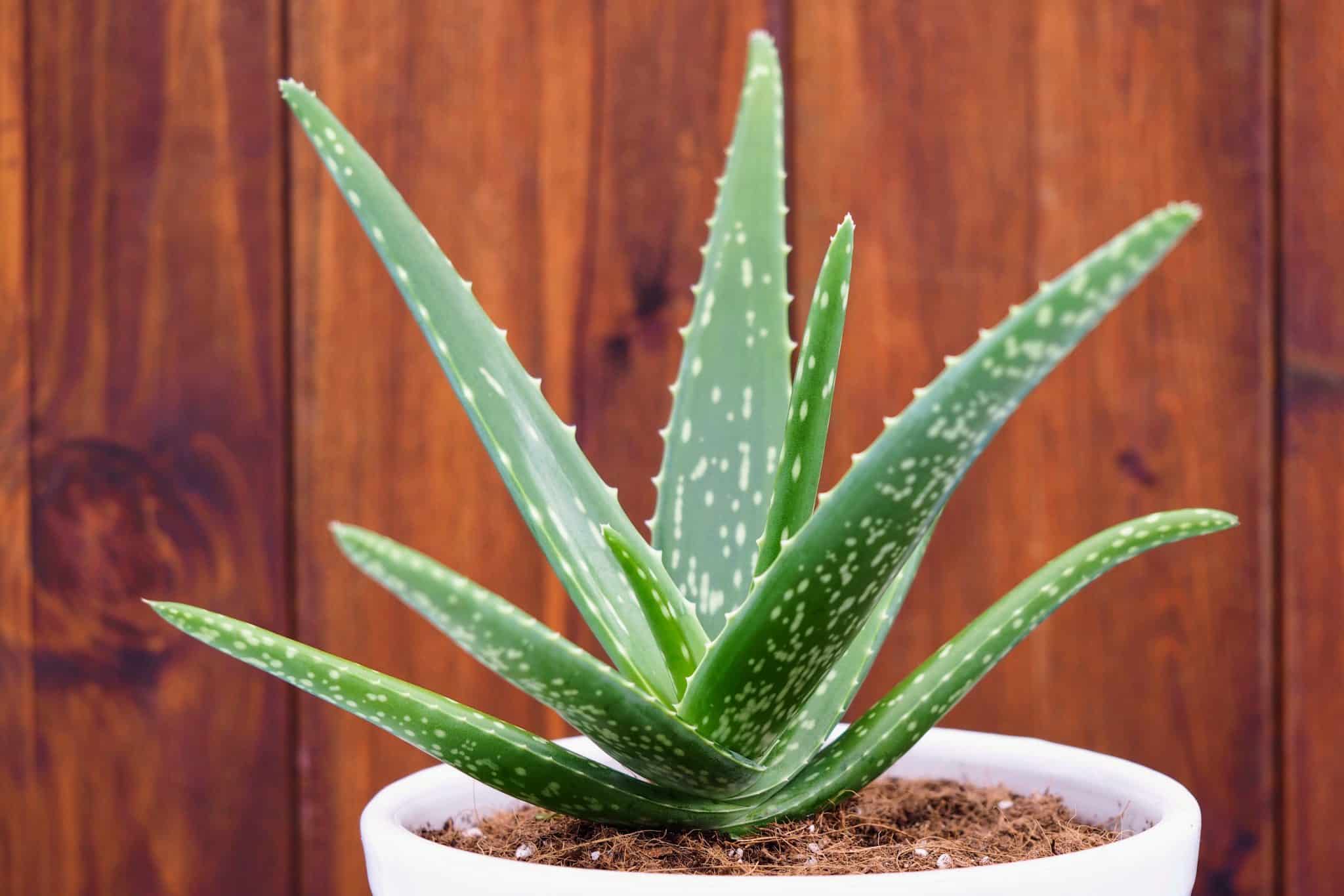 Aloe Vera Plant | GreenRipeGarden