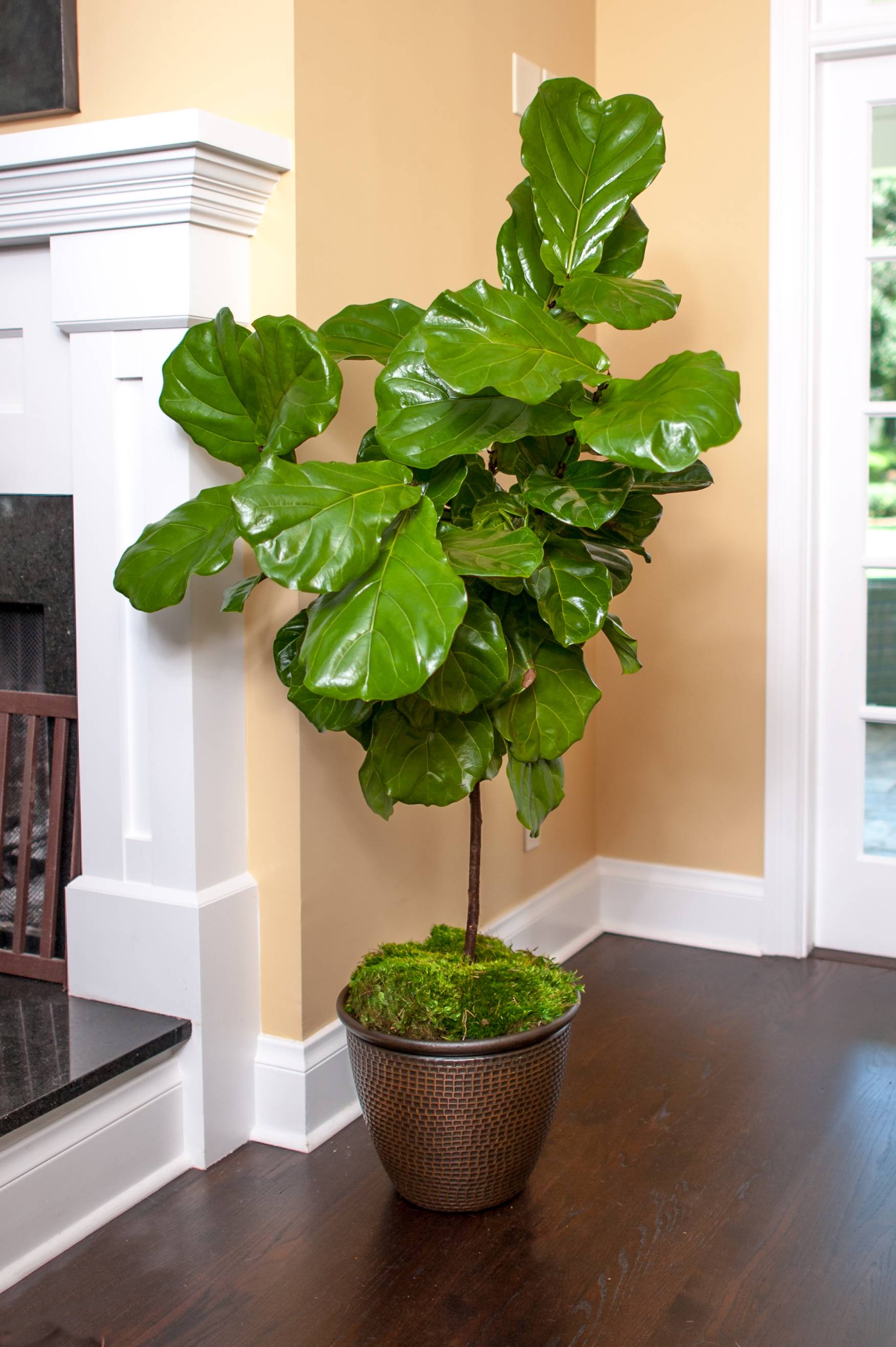 Full Size Fiddle Leaf Fig Tree (Ficus Lyrata) Plants for Sale Online