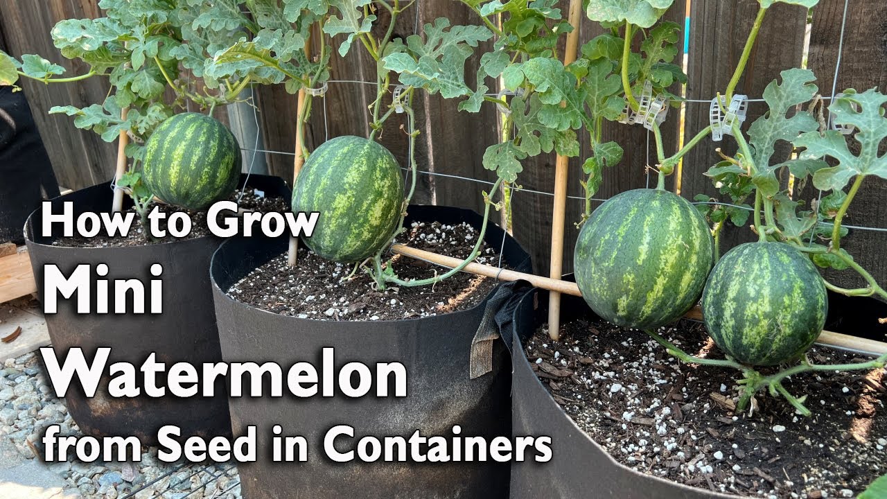 How to Grow Watermelon from Seed in Containers | Easy Planting Guide
