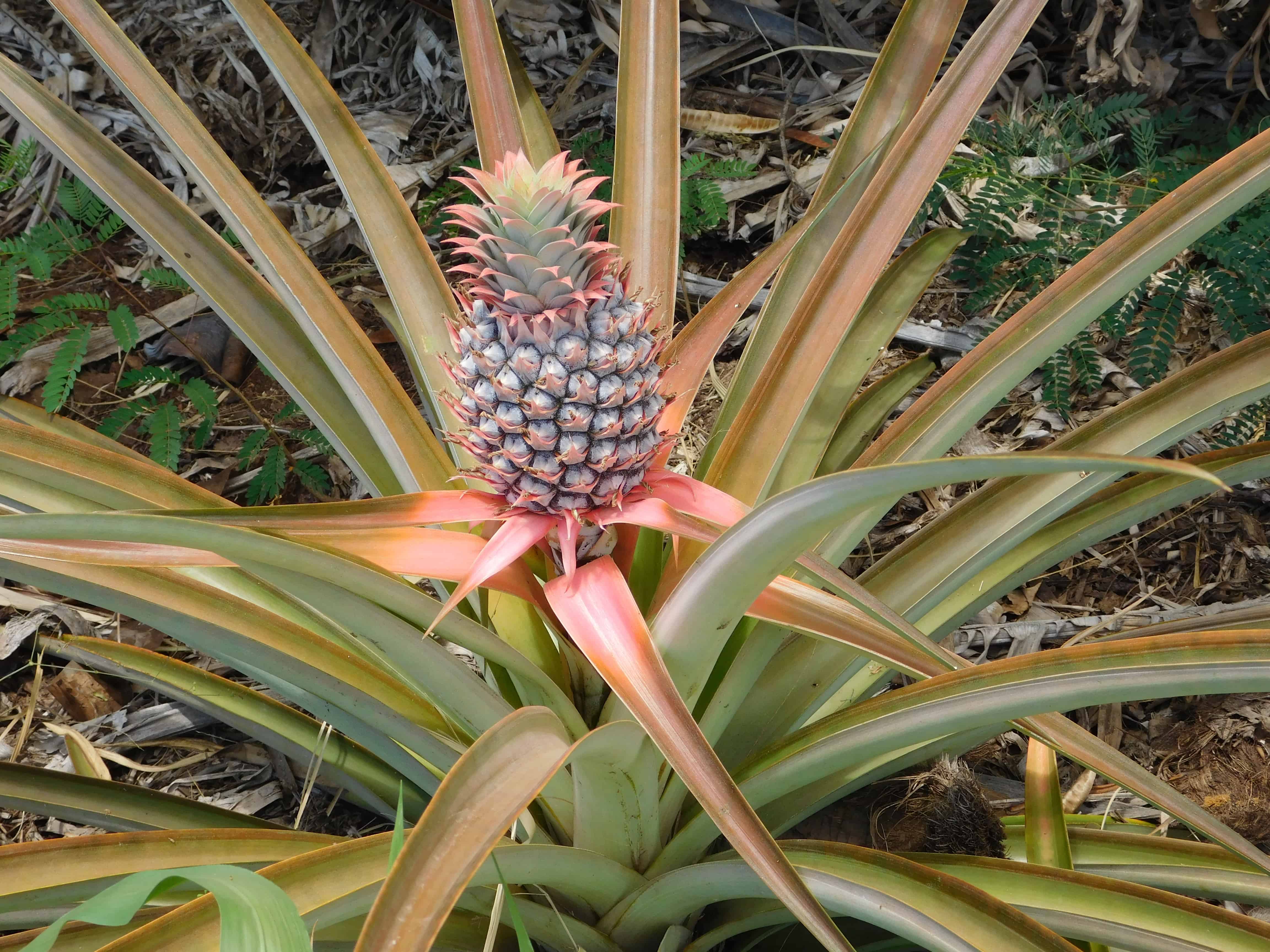 How Do Pineapples Grow? - The Produce Nerd