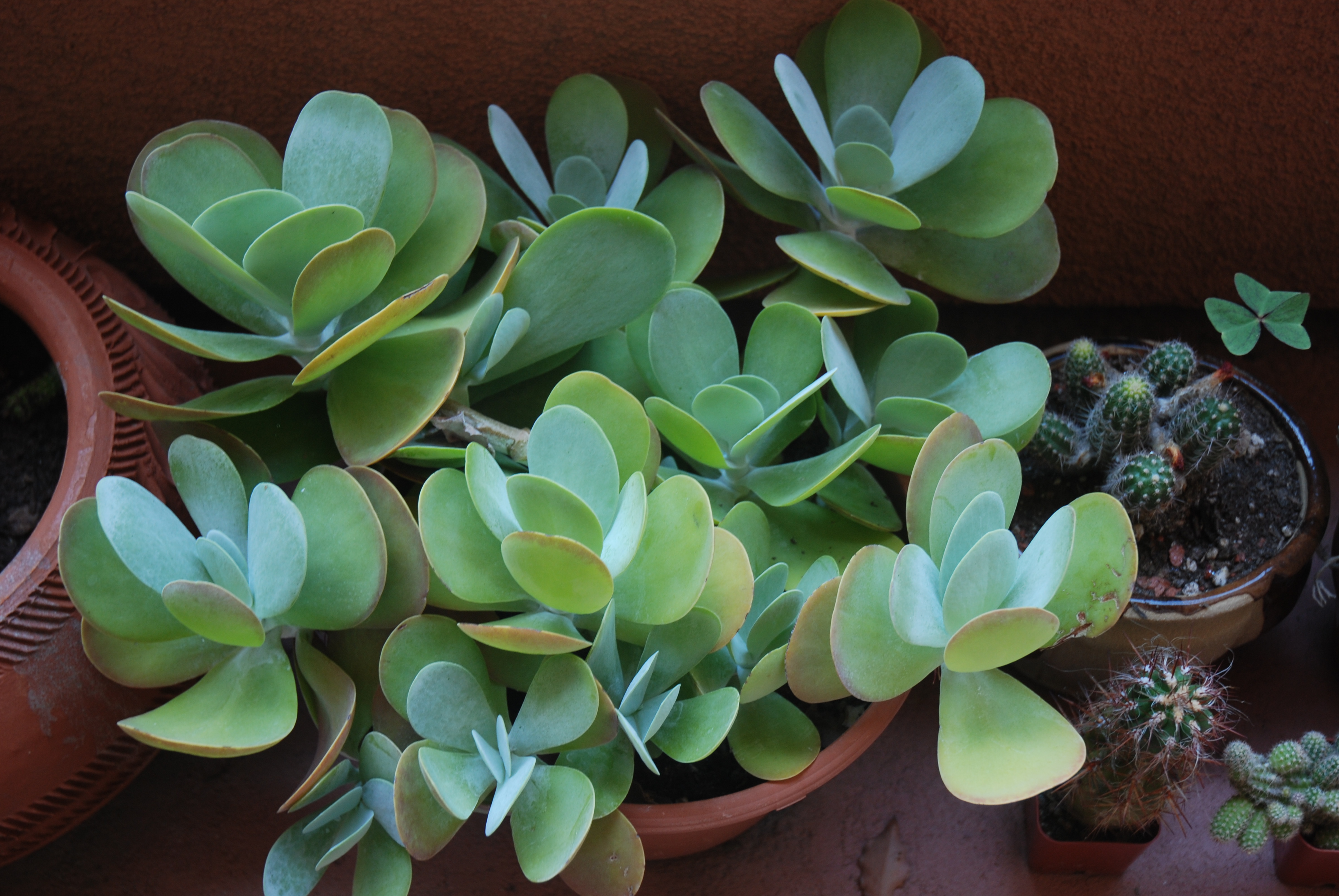 File:Succulent plant.JPG - Wikimedia Commons