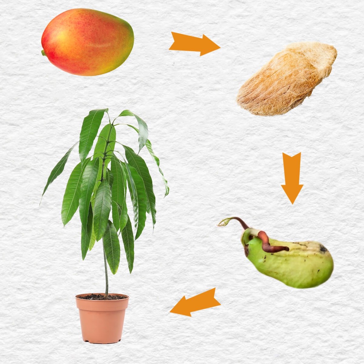 Mango Seed Germination