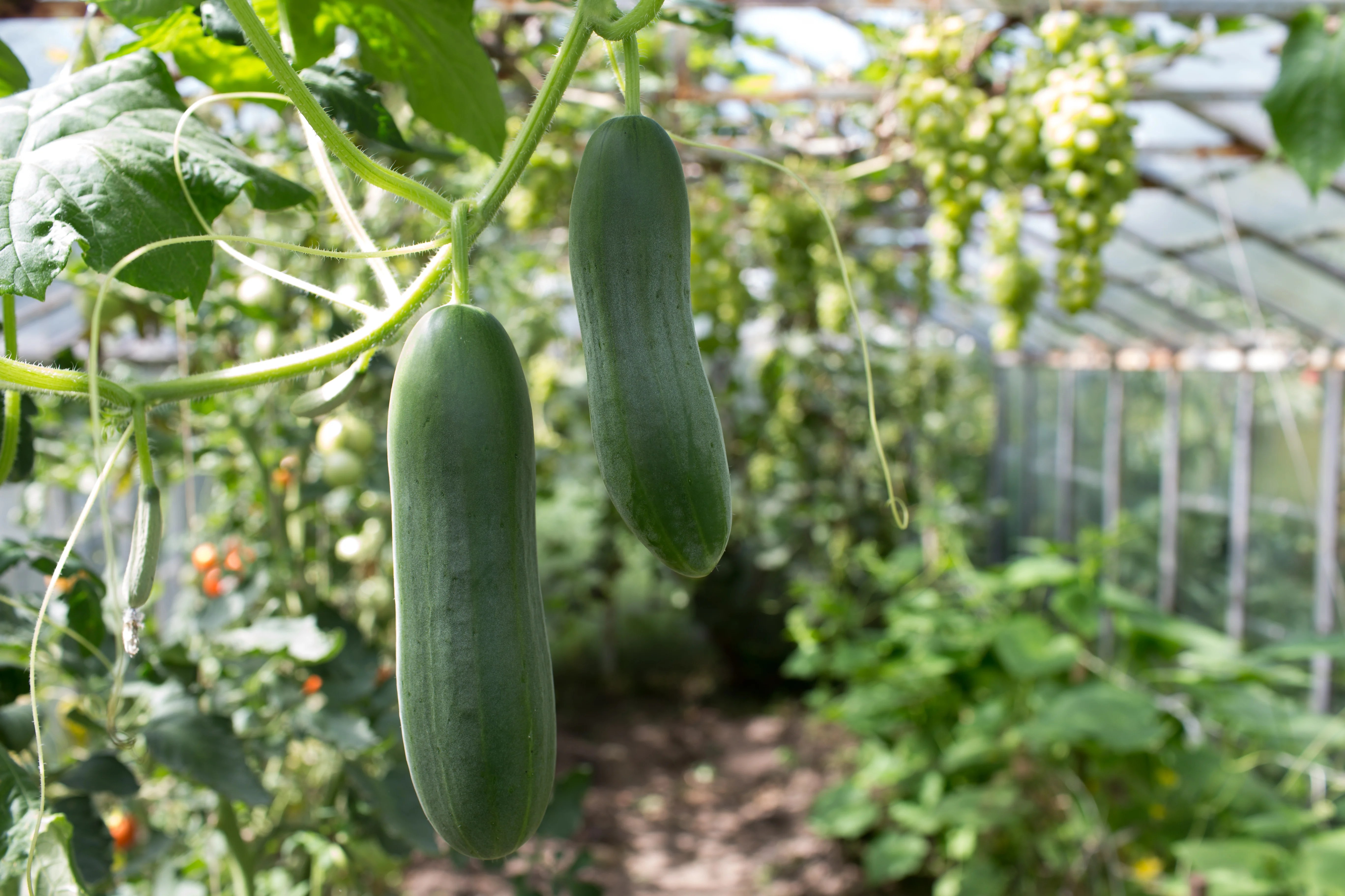 30 Second Guide to Growing Cucumbers | Hillsborough Homesteading